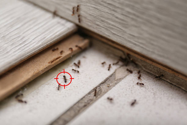 Best Best Pest Control Companies  in Bellevue, ID