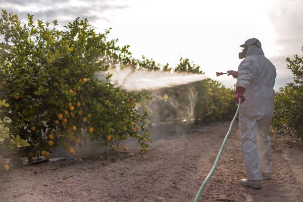 Best Pest Removal Services  in Bellevue, ID
