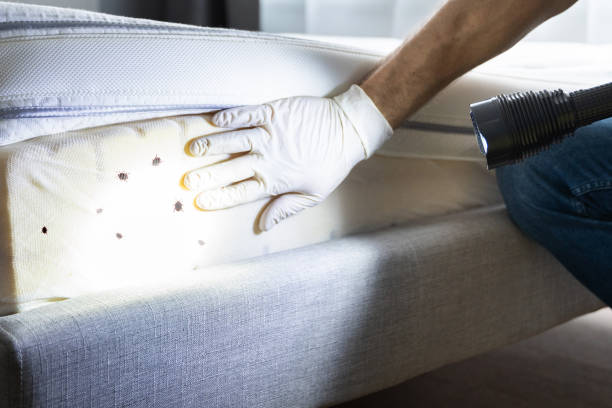 Best Pest Control Near Me  in Bellevue, ID