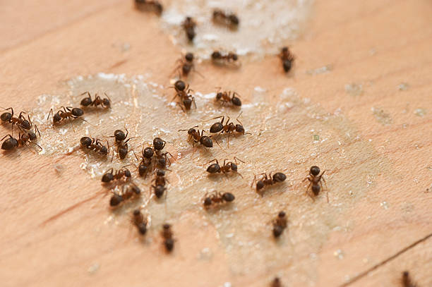 Best Ant Control Services  in Bellevue, ID