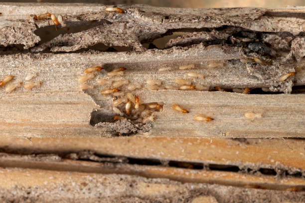Best Mosquito Control Services  in Bellevue, ID