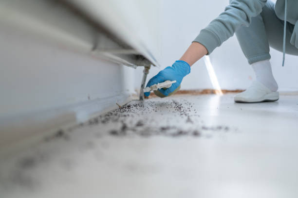 Best Emergency Pest Control  in Bellevue, ID